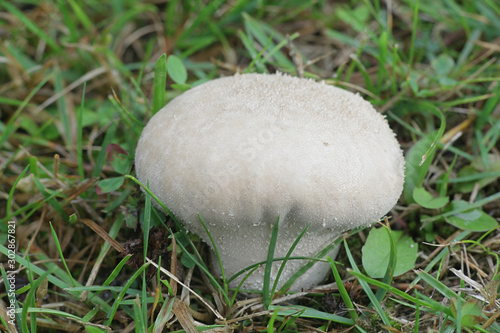 Slika na platnu Lycoperdon excipuliforme, known as the pestle puffball or long-stemmed puffball,