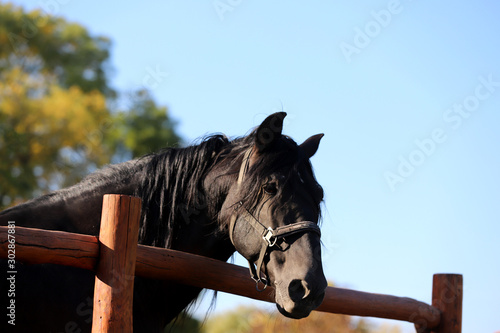 Young stallion looking over the corral fence © acceptfoto