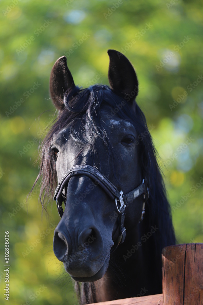 Obraz premium Young stallion looking over the corral fence