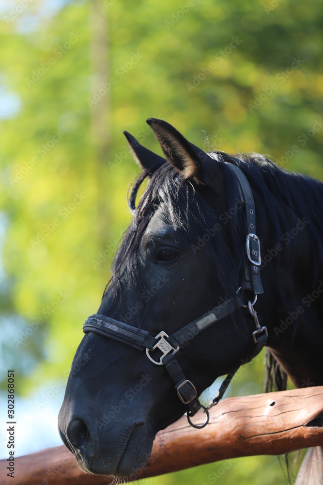 Fototapeta premium Young stallion looking over the corral fence