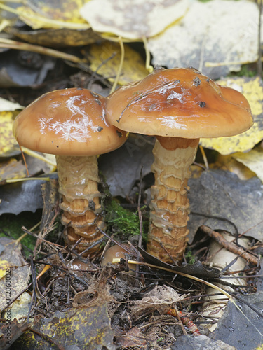 Cortinarius trivialis, known as Girdled Webcap, wild mushroom from Finland