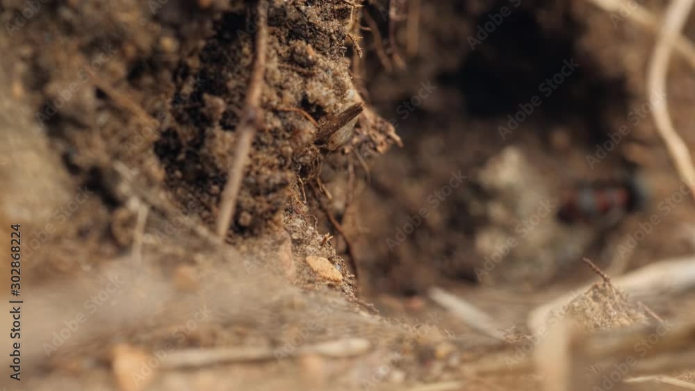 Macro ants insects running, moving on ground in summer forest