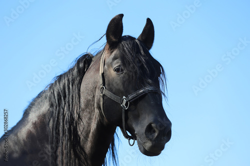 Young stallion looking over the corral fence