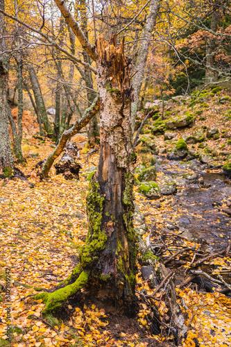 Tree with twisted trunk in a birch grove