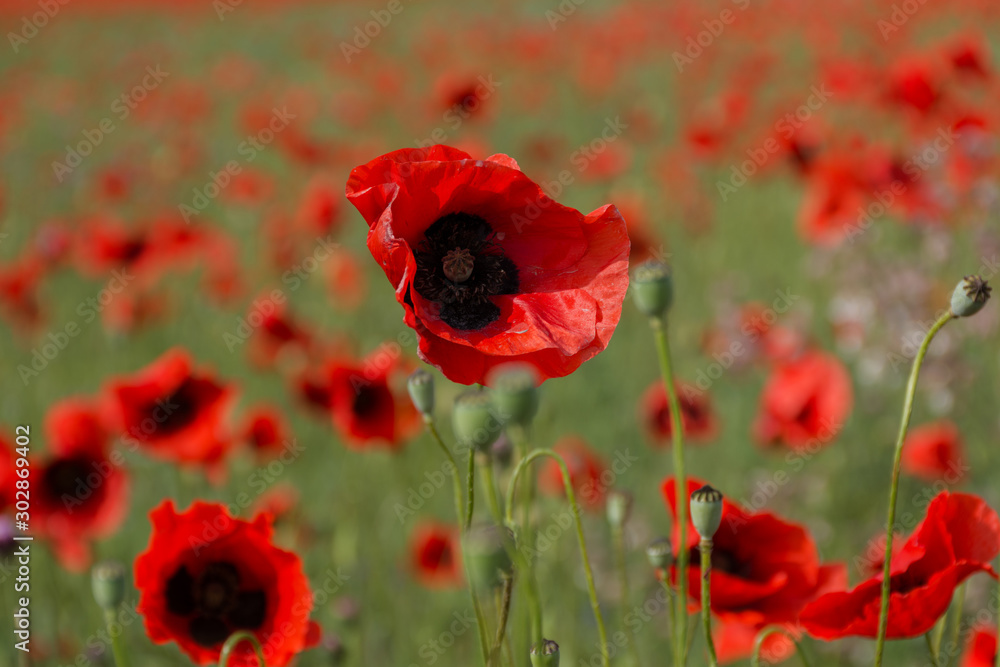Obraz premium Red poppy spring may Crimea blooming field