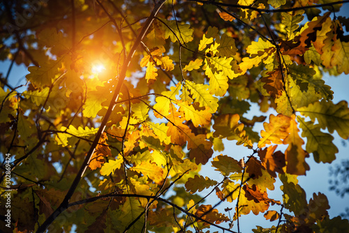Yellow oak leaves glow in the sun on a warm autumn day. Oak branches close-up. Natural backgrounds, Wallpaper.