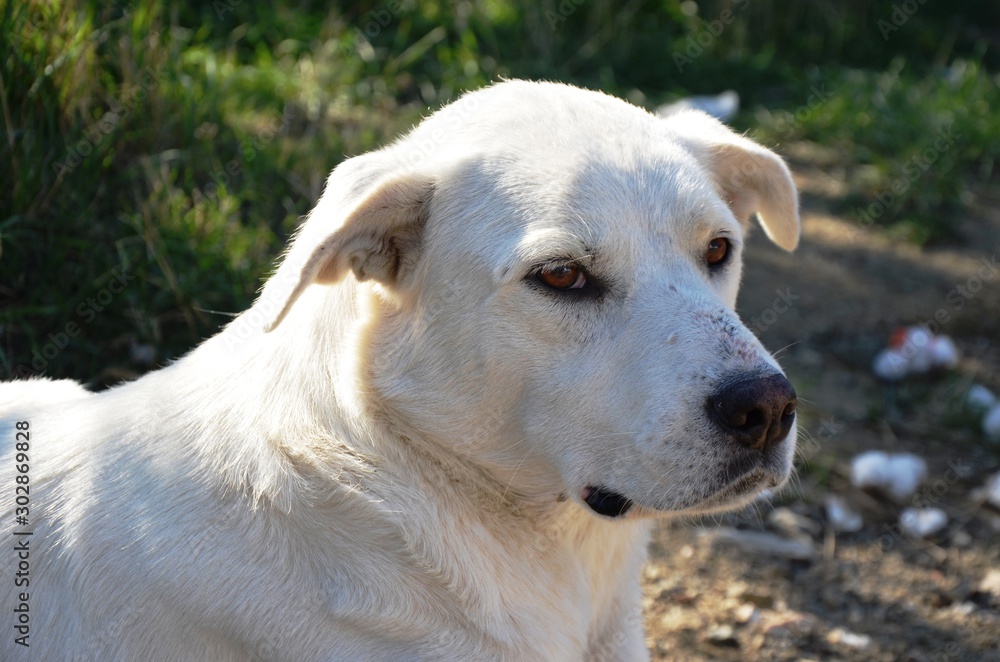 homeless sad white dog near the road. stray animal on the street homeless sad white dog near the road. stray animal on the street