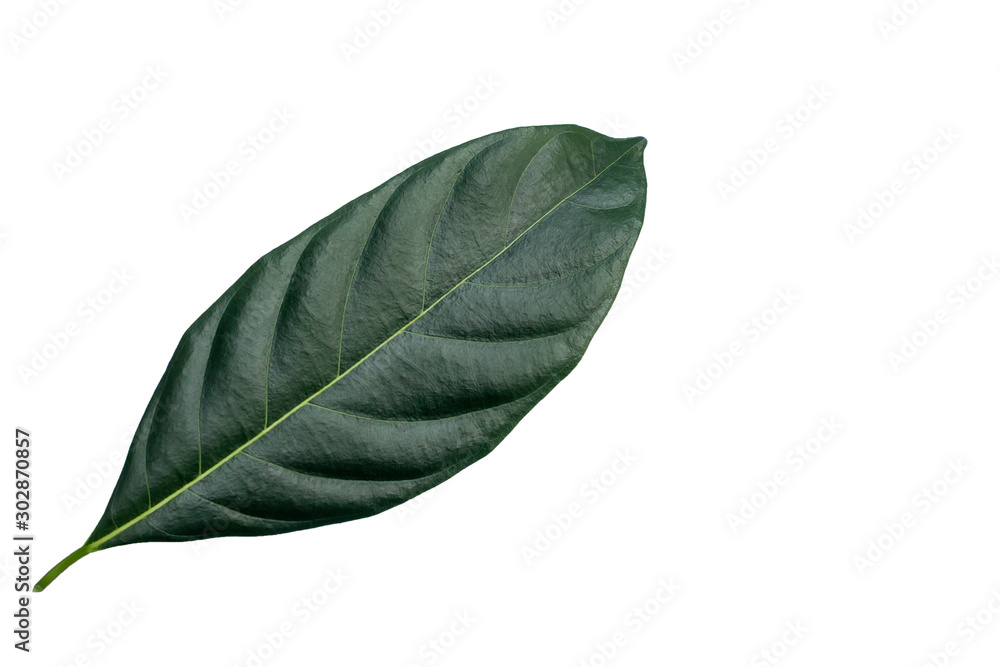 Obraz premium Closeup of single green leaf isolated white background useing for nature texture ecology concept.