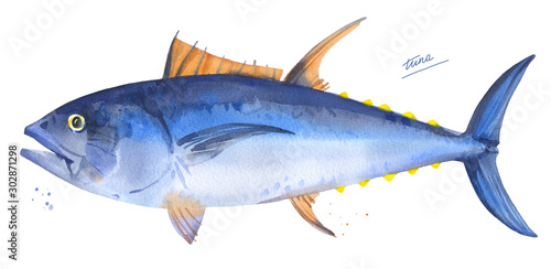 Bluefin tuna. Hand drawn watercolor fish illustration on white background