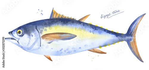 Bigeye tuna fish. Hand drawn watercolor illustration on white background