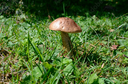 birch mushroom on the background of green grass