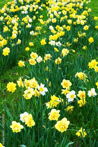 spring narcissus flowers in the green grass