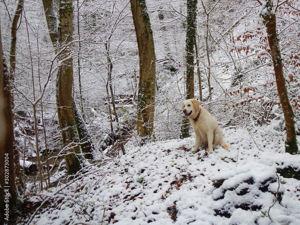 Fototapeta premium Junge Golden Retriever Hündin sitz im Wald bei Schnee