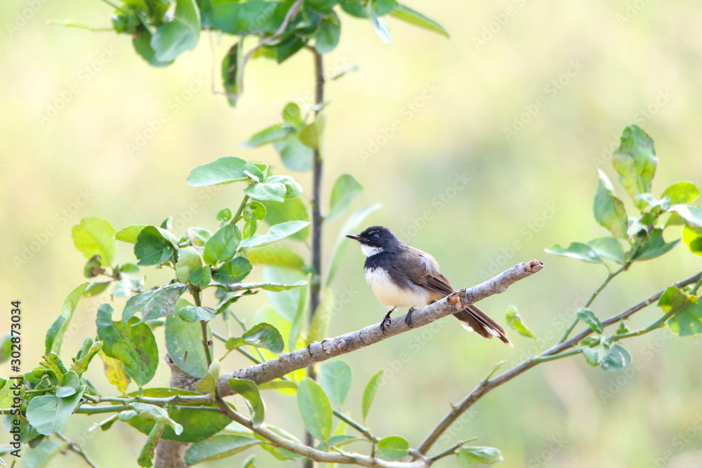 Obraz premium bird on a branch