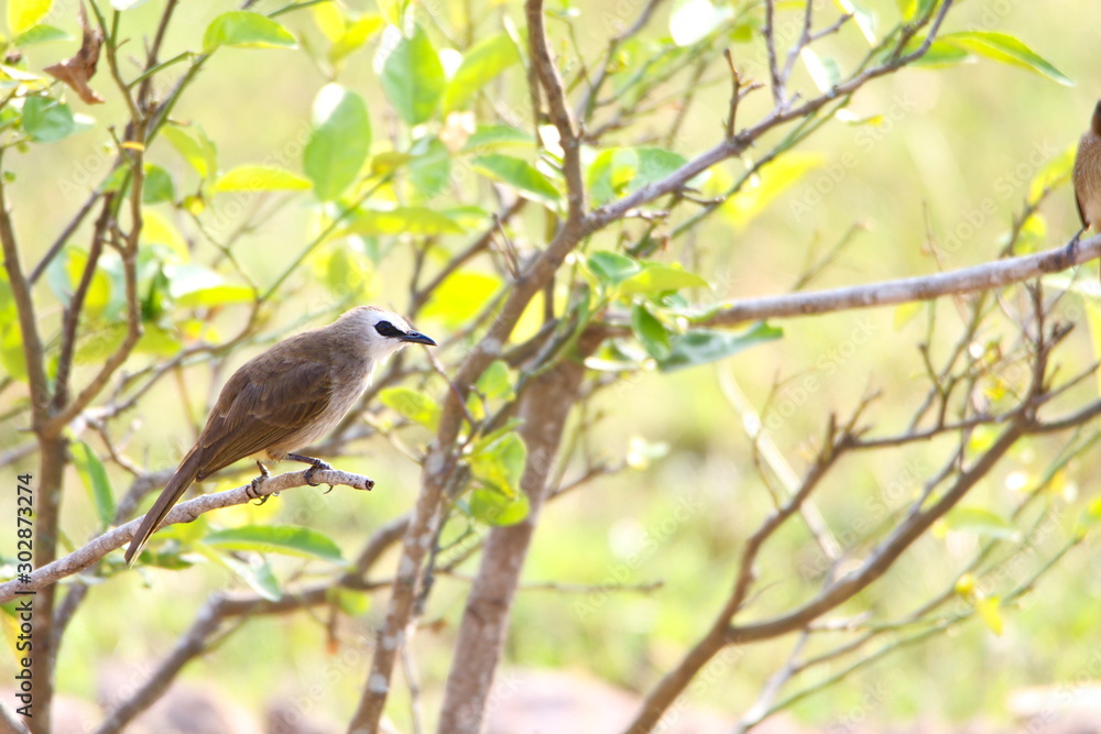 bird on a branch bird on a branch
