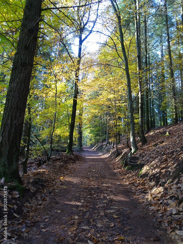 Fototapeta premium Wanderung durch den Herbstwald zur Burg Montclair