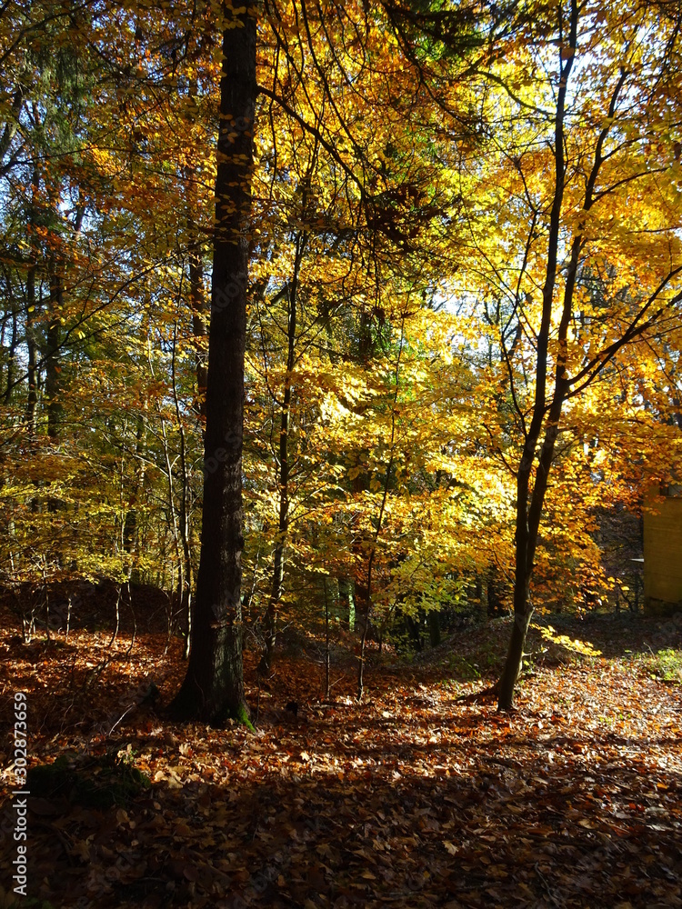 Wanderung durch den Herbstwald zur Burg Montclair Wanderung durch den Herbstwald zur Burg Montclair