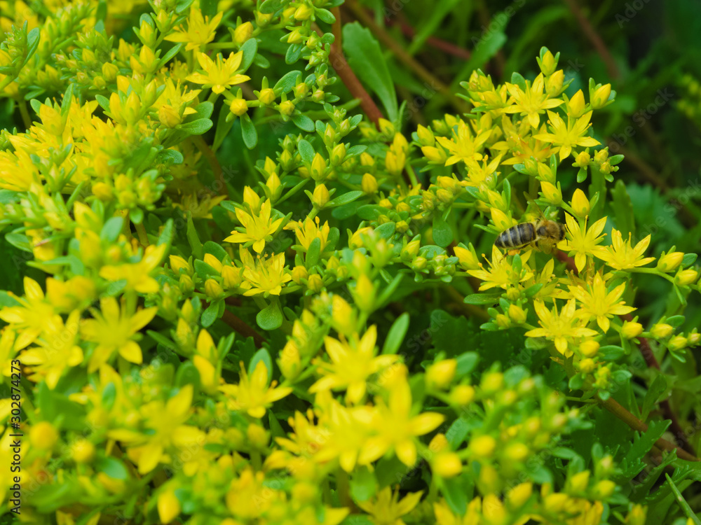 Honey bee collects nectar from many small yellow flowers Honey bee collects nectar from many small yellow flowers