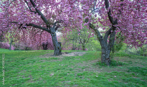 Central Park in spring