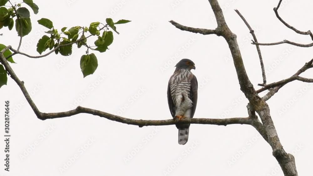 Crested Goshawk, Accipiter trivirgatus, perching on a branch of a tall tree looking around for food in the jungle of Kaeng Krachan National Park in Thailand in slow motion. Crested Goshawk, Accipiter trivirgatus, perching on a branch of a tall tree looking around for food in the jungle of Kaeng Krachan National Park in Thailand in slow motion.
