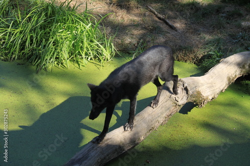 Loup dans les lentilles photo