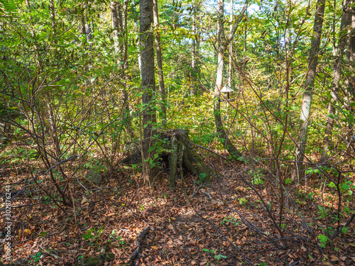 Forest picture with a tree with several trunks and a stump on a