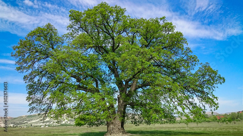 Giant beautiful lonely oak tree stands in a green field against a blue sky. © SSV-Photo