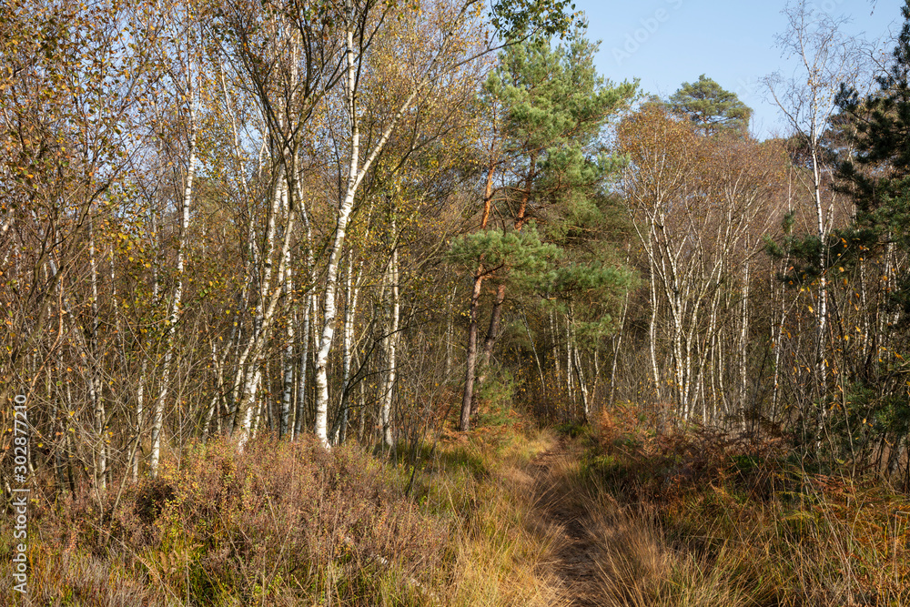 Weg, Naturschutzgebiet, Birkenwald, Venner Moor, Münsterland, Nordrhein-Westfalen, Deutschland, Europa Weg, Naturschutzgebiet, Birkenwald, Venner Moor, Münsterland, Nordrhein-Westfalen, Deutschland, Europa