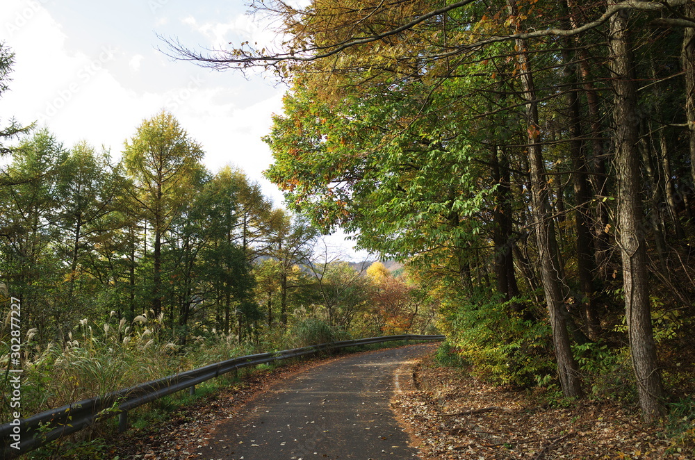 Obraz premium 日本の秋の美しい紅葉