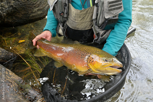 Fototapeta Naklejka Na Ścianę i Meble -  taking a big brown trout in the fly