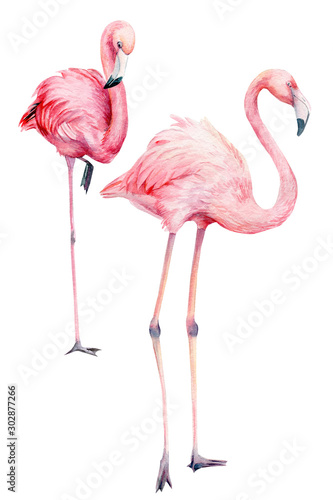 pink flamingo, hand drawing, watercolor illustration on isolated white background 