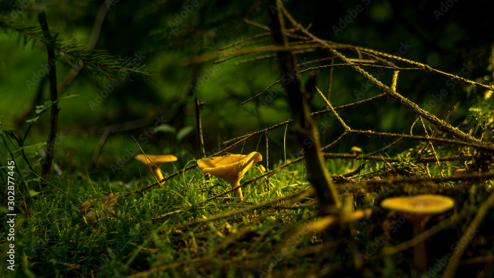 Obraz premium Pilzblick