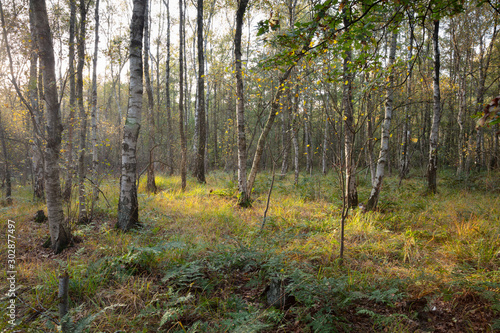 Birkenwald, Naturschutzgebiet, Venner Moor, Münsterland, Nordrhein-Westfalen, Deutschland, Europa