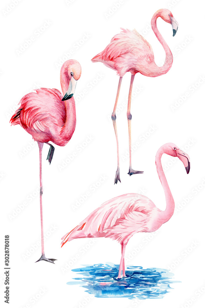 Fototapeta ustawić piękne ptaki, różowe flamingi, rysunek odręczny, ilustracja akwarela na na białym tle