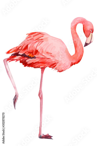 beautiful birds, pink flamingo, hand drawing, watercolor illustration on isolated white background 