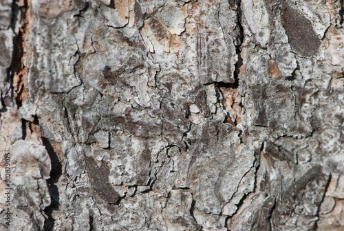 Fototapeta Naklejka Na Ścianę i Meble -  Grey bark structure of fir tree