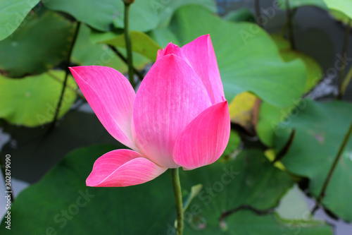 Pink lotus in the water basin