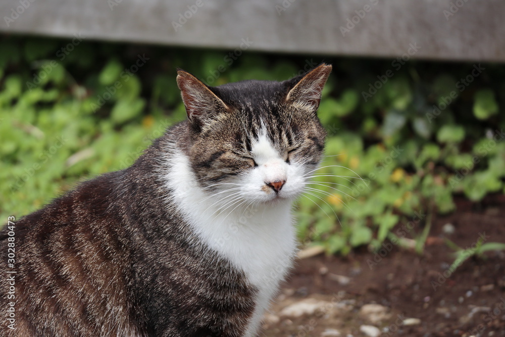 Cat Cat