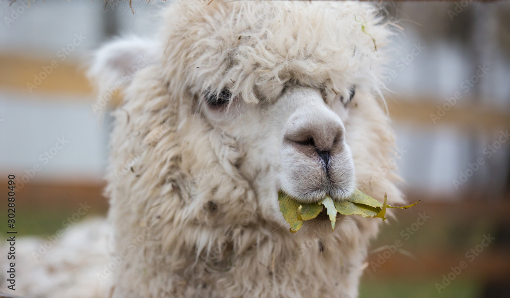 Closeup portrait of an adorable cute white curly shagged female alpaca with with an amusing headdress chewing a dry leaves with wonky teeth and looking at the camera. Vicugna pacos.