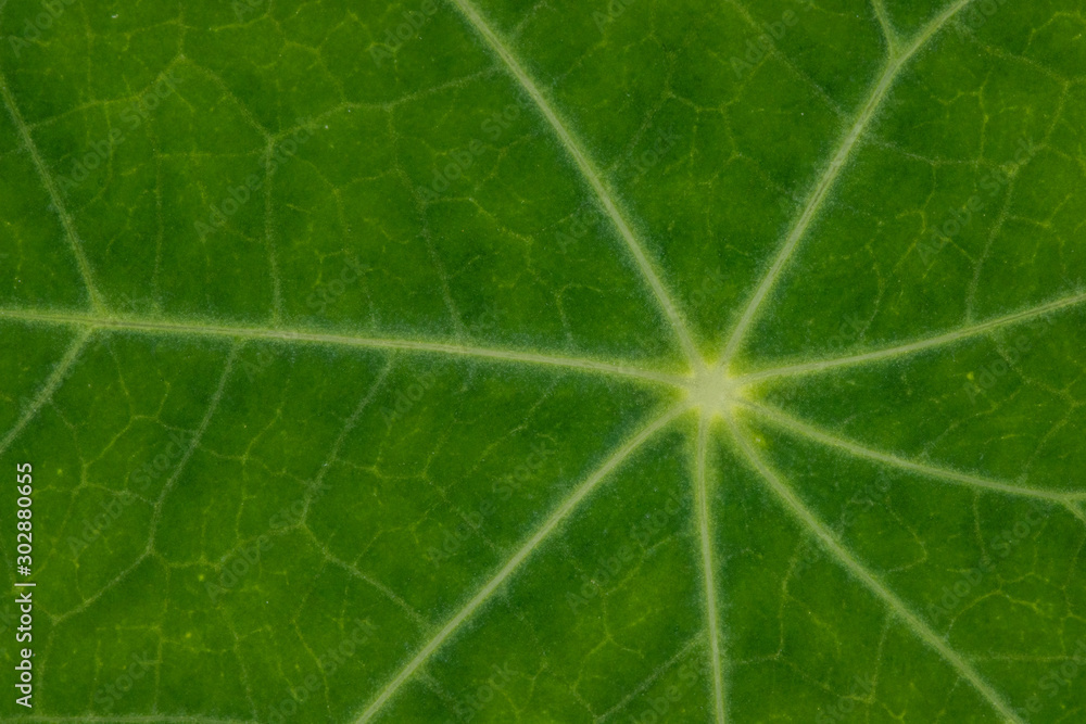 abstract leaf abstract leaf