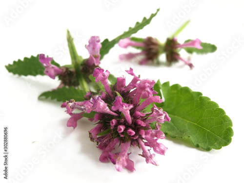 Purple betony (Stachys officinalis)