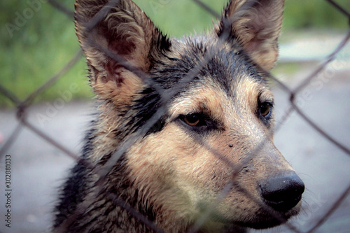 sad dog in the rain