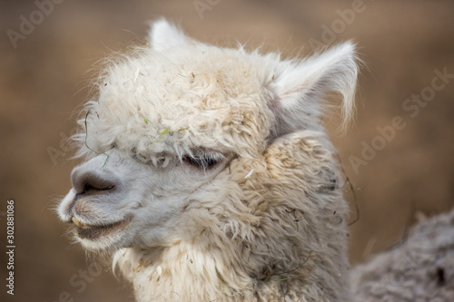 Closeup portrait of an adorable cute white curly shagged female alpaca with with an amusing headdress and bright black eyes. Vicugna pacos. © Natalia