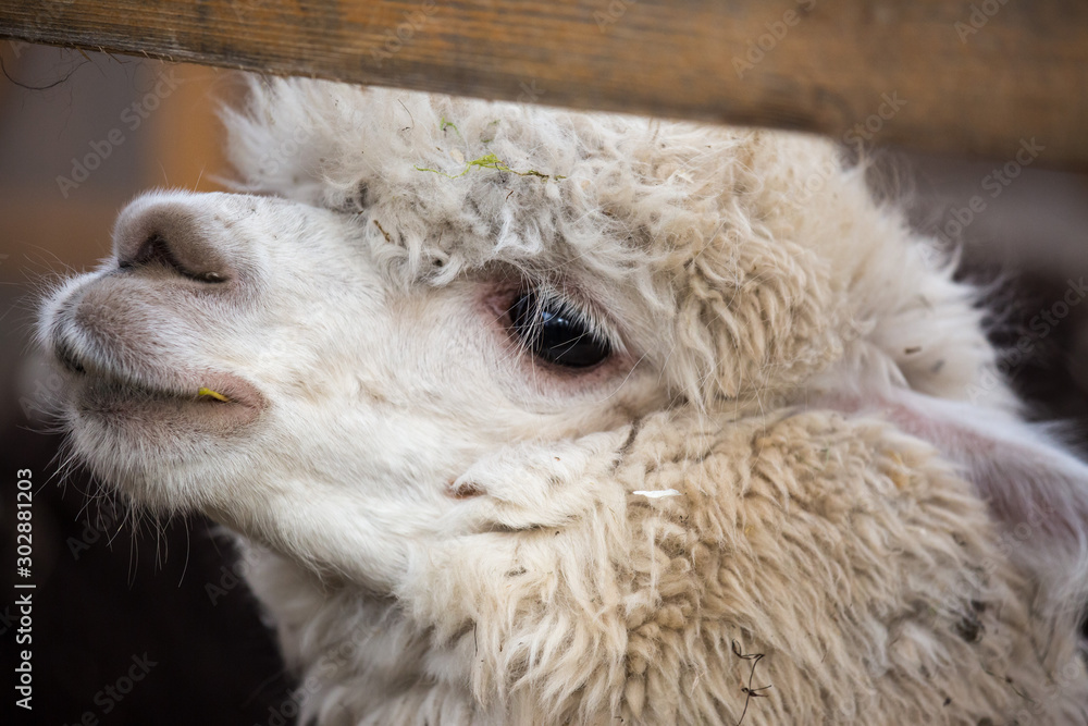 Closeup portrait of an adorable cute white curly shagged female alpaca with with an amusing headdress and bright black eyes. Vicugna pacos. Closeup portrait of an adorable cute white curly shagged female alpaca with with an amusing headdress and bright black eyes. Vicugna pacos.