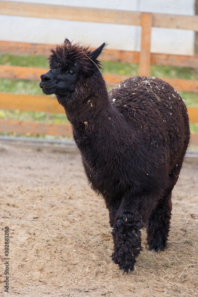 Fototapeta premium Closeup portrait of an adorable cute black curly shagged male alpaca with with thick wool and funny fringe .Vicugna pacos.
