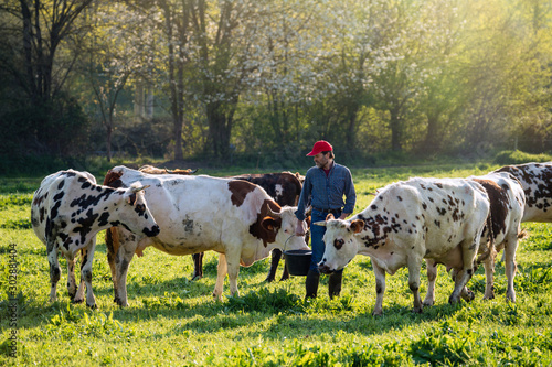 Fototapete Farmer in his field caring for his herd of cows