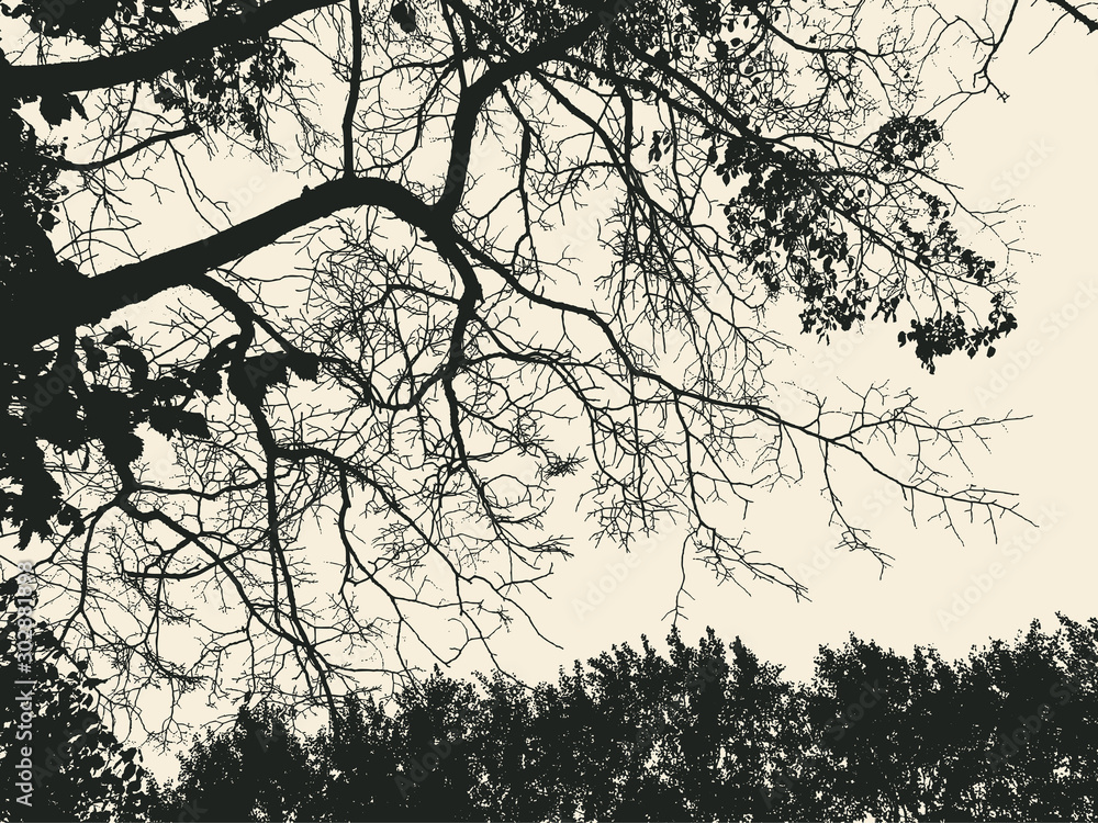 Obraz premium tree and branches silhouette. vector illustration