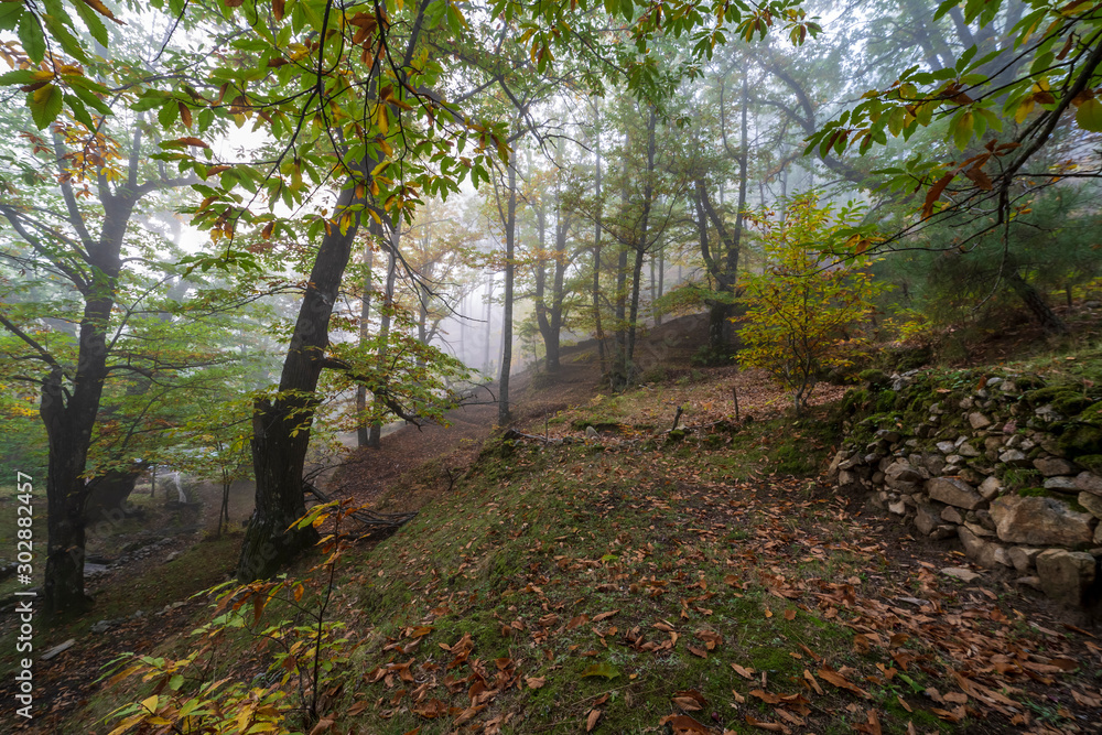 Naklejka premium Castañar en Casillas en otoño. Avila. España. Europa.