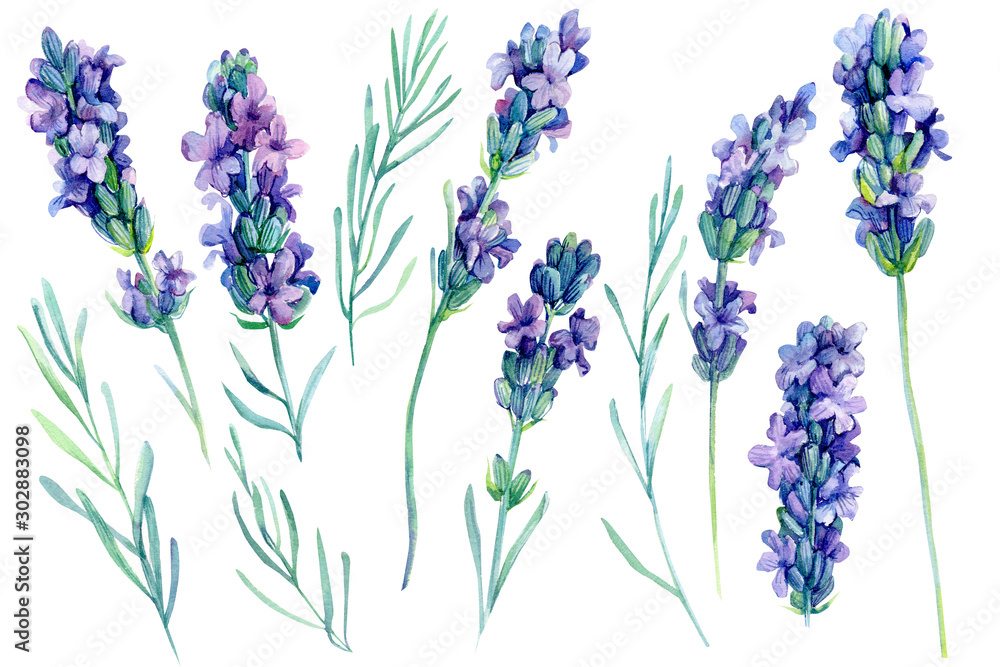 set watercolor lavender flowers illustration on isolated white background