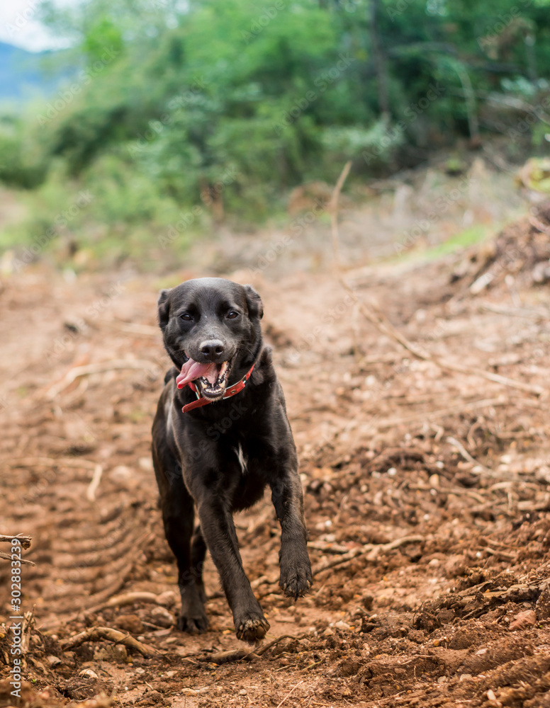 perra negra paseo